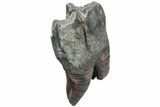 Fossil Woolly Rhino (Coelodonta) Tooth - Siberia #225201-1